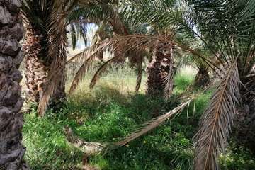 Abandono del Parque de las Mil Palmeras del Valle de Jinámar/TA.